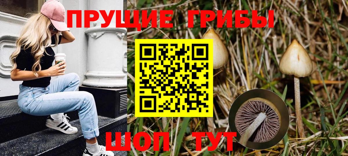 Псилоцибиновые грибы Cubensis  Вход с VPN  Ликино-Дулёво 